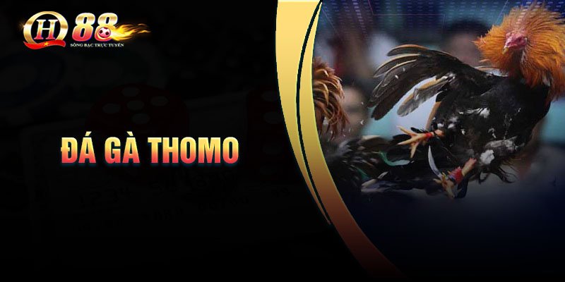 Tổng quan về đá gà Thomo